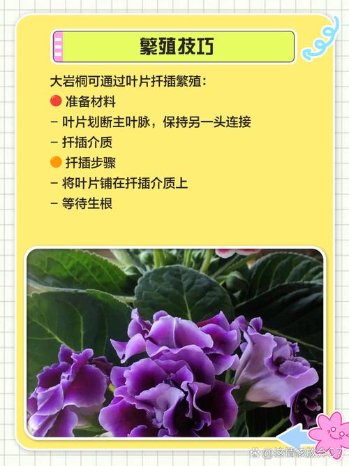 大岩桐开花前的养护，大岩桐开花前的养护方法-第5张图片-优品飞百科