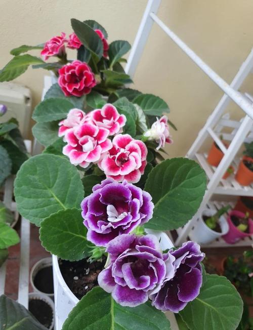 大岩桐开花前的养护，大岩桐开花前的养护方法-第6张图片-优品飞百科