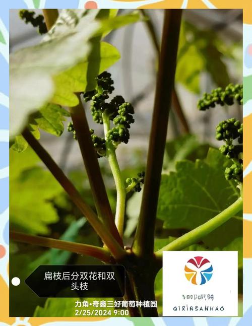 葡萄的种植方法和技术，巨峰葡萄的种植方法和技术