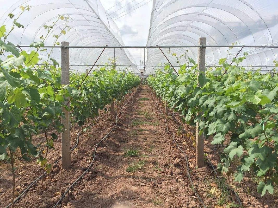 葡萄的种植方法和技术，巨峰葡萄的种植方法和技术-第2张图片-优品飞百科