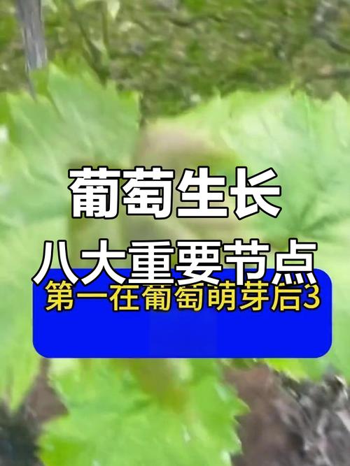 葡萄的种植方法和技术，巨峰葡萄的种植方法和技术-第3张图片-优品飞百科