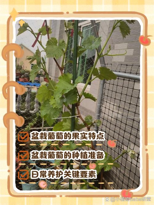 葡萄的种植方法和技术，巨峰葡萄的种植方法和技术-第5张图片-优品飞百科