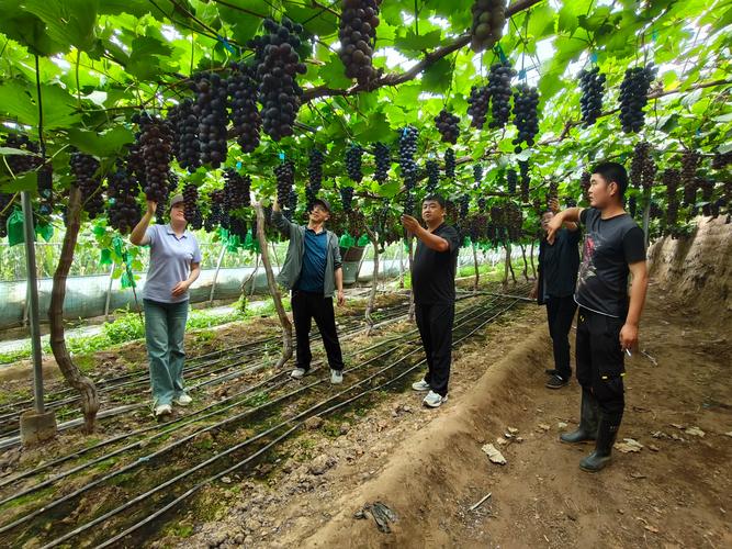 葡萄的种植方法和技术，巨峰葡萄的种植方法和技术-第6张图片-优品飞百科