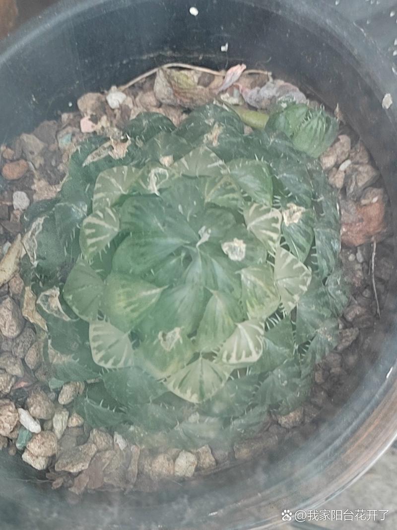 凝脂菊和玉露的区别，凝脂菊多肉的养殖方法？