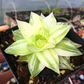 凝脂菊和玉露的区别，凝脂菊多肉的养殖方法？-第2张图片-优品飞百科