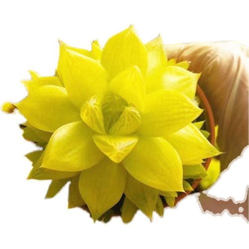 凝脂菊和玉露的区别，凝脂菊多肉的养殖方法？-第4张图片-优品飞百科