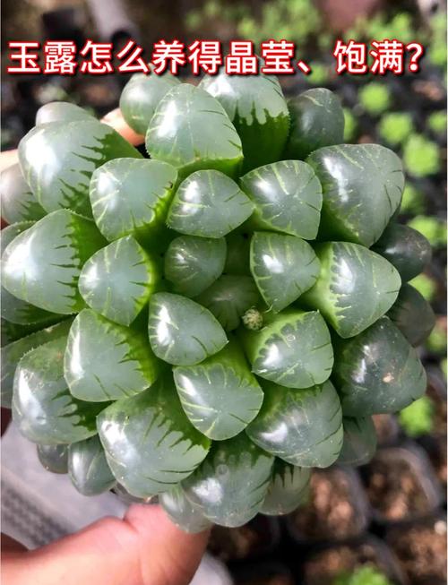 凝脂菊和玉露的区别，凝脂菊多肉的养殖方法？-第5张图片-优品飞百科