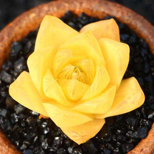 凝脂菊和玉露的区别，凝脂菊多肉的养殖方法？-第6张图片-优品飞百科