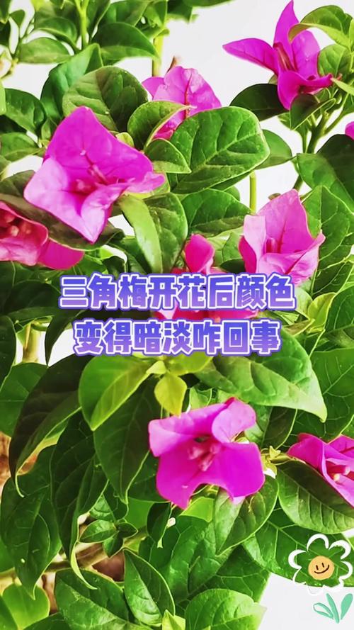 你家的花颜色越开越淡，你家的花颜色越开越淡什么意思？