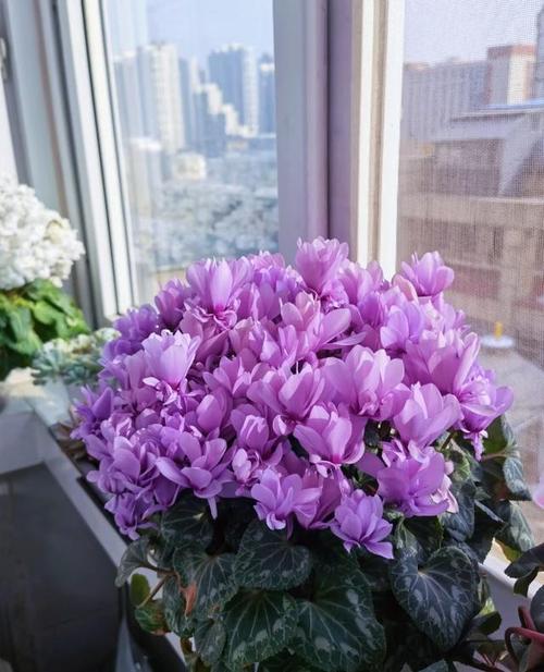 你家的花颜色越开越淡，你家的花颜色越开越淡什么意思？-第2张图片-优品飞百科