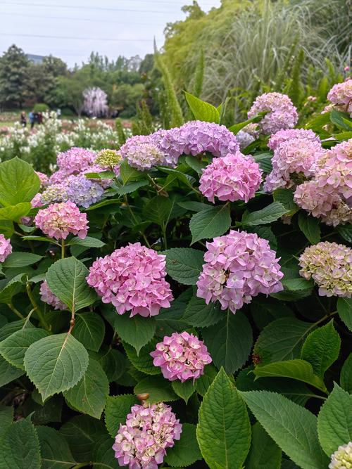 你家的花颜色越开越淡，你家的花颜色越开越淡什么意思？-第3张图片-优品飞百科