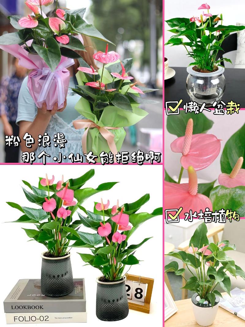 你家的花颜色越开越淡，你家的花颜色越开越淡什么意思？-第4张图片-优品飞百科