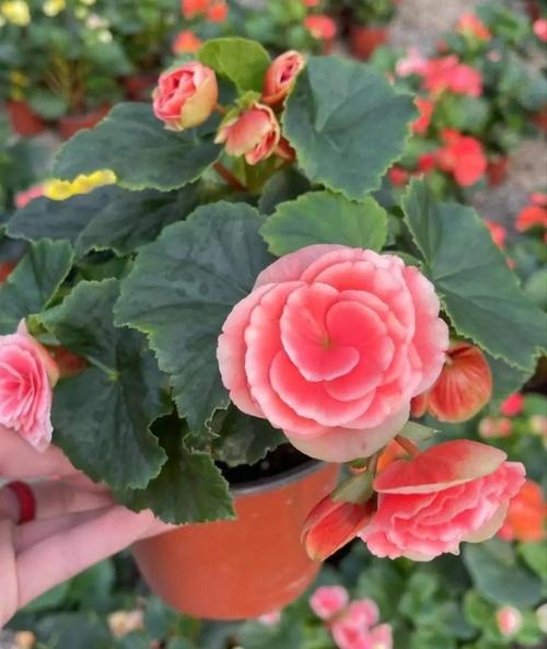 你家的花颜色越开越淡，你家的花颜色越开越淡什么意思？-第5张图片-优品飞百科