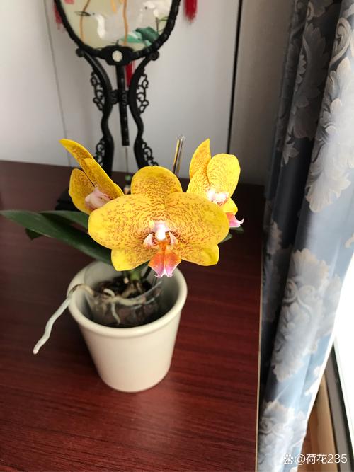 你家的花颜色越开越淡，你家的花颜色越开越淡什么意思？-第6张图片-优品飞百科