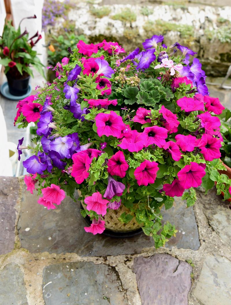 你家的花颜色越开越淡，你家的花颜色越开越淡什么意思？-第7张图片-优品飞百科