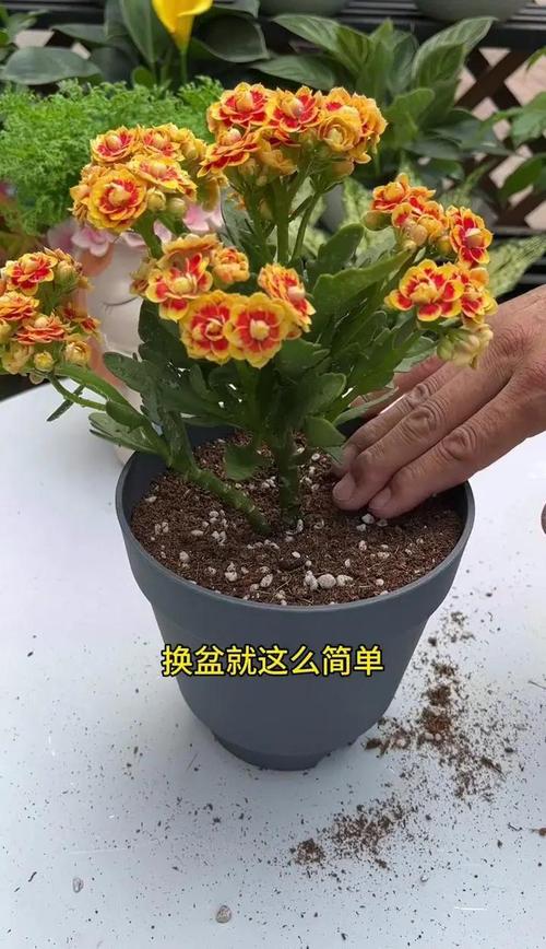 亚蜡木怎么换盆，蜡木好不好？-第3张图片-优品飞百科
