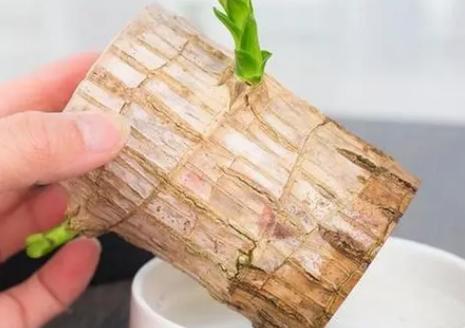 亚蜡木怎么换盆，蜡木好不好？-第4张图片-优品飞百科