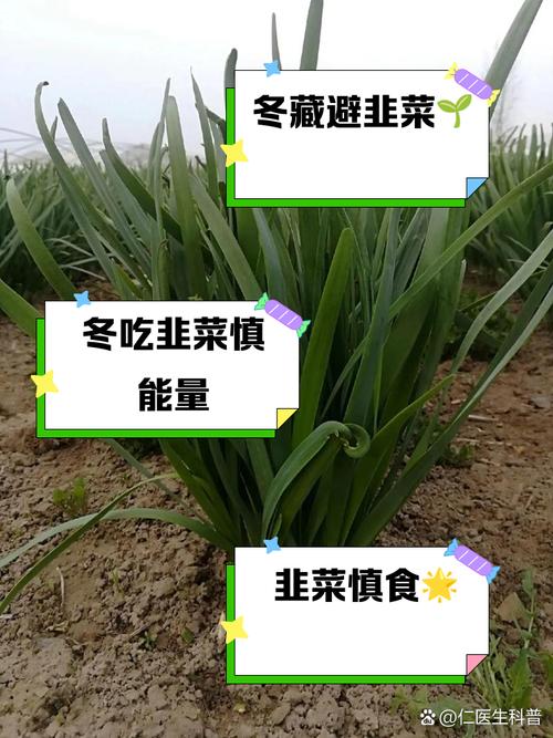 韭菜过冬啥时间不再割，过冬韭菜什么时候发芽