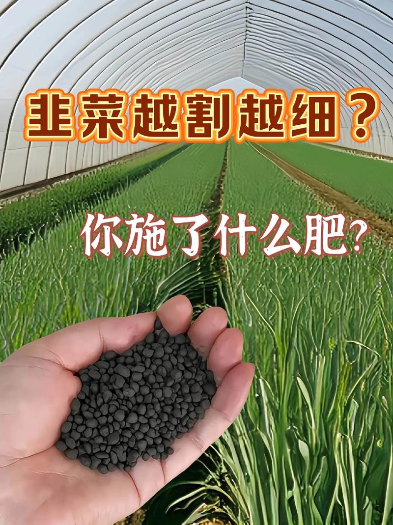 韭菜过冬啥时间不再割，过冬韭菜什么时候发芽-第2张图片-优品飞百科
