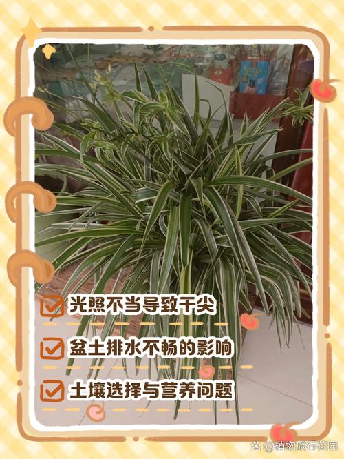 吊兰又黄叶又干尖儿，吊兰黄叶的原因？-第2张图片-优品飞百科