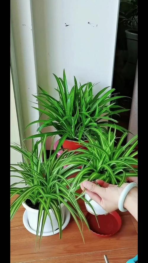 吊兰又黄叶又干尖儿，吊兰黄叶的原因？-第3张图片-优品飞百科