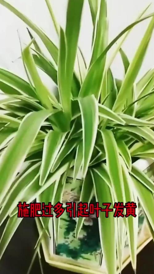 吊兰又黄叶又干尖儿，吊兰黄叶的原因？-第4张图片-优品飞百科