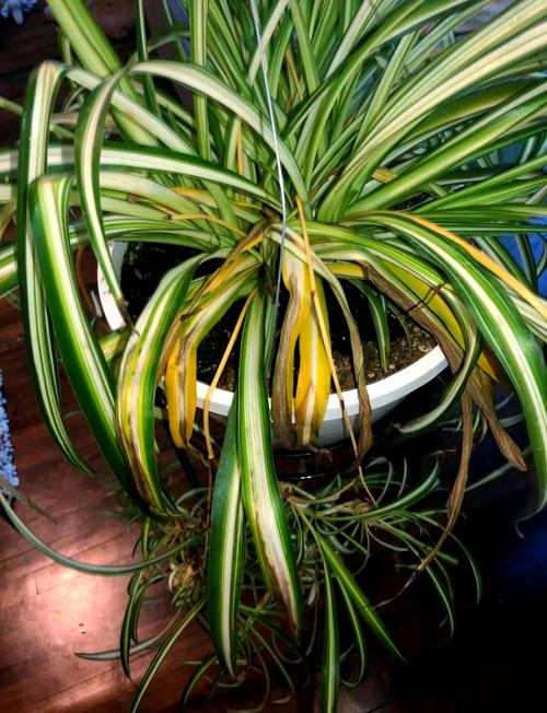 吊兰又黄叶又干尖儿，吊兰黄叶的原因？-第5张图片-优品飞百科