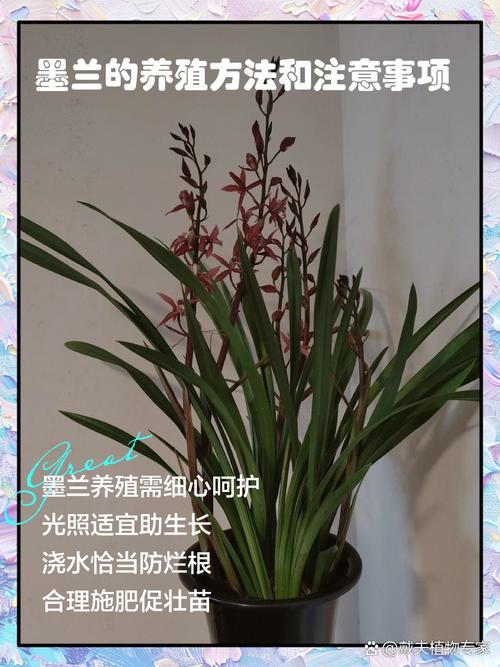 墨兰种子怎么种，墨兰的种子要多久成熟？