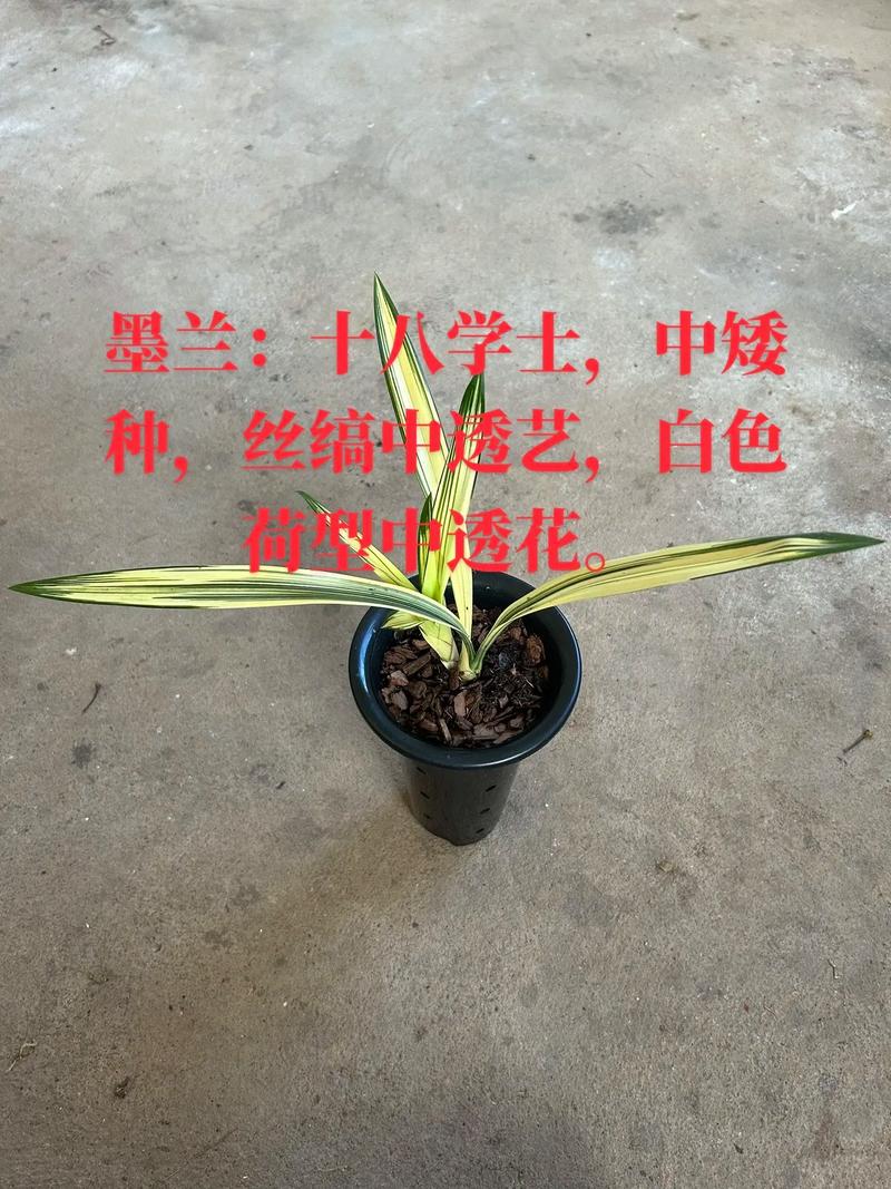 墨兰种子怎么种，墨兰的种子要多久成熟？-第2张图片-优品飞百科