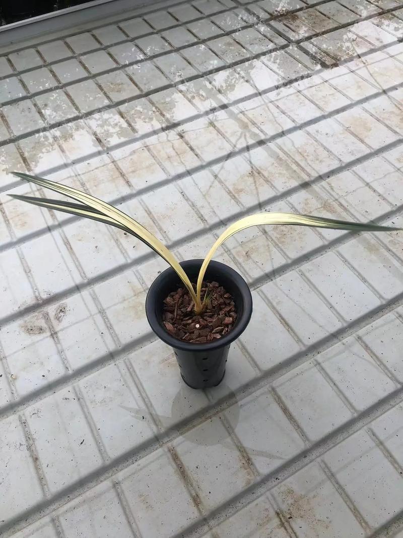 墨兰种子怎么种，墨兰的种子要多久成熟？-第3张图片-优品飞百科