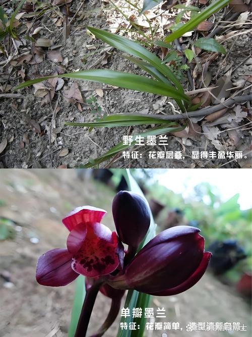 墨兰种子怎么种，墨兰的种子要多久成熟？-第5张图片-优品飞百科