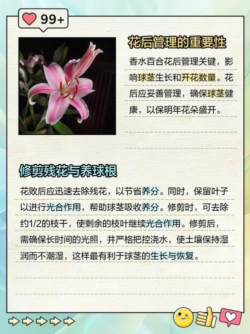 香水百合花谢后怎么办？香水百合谢花后咋办？-第2张图片-优品飞百科