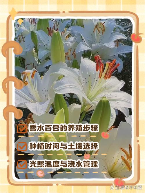 香水百合花谢后怎么办？香水百合谢花后咋办？-第4张图片-优品飞百科