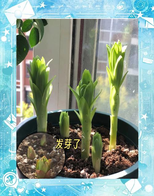 香水百合花谢后怎么办？香水百合谢花后咋办？-第5张图片-优品飞百科