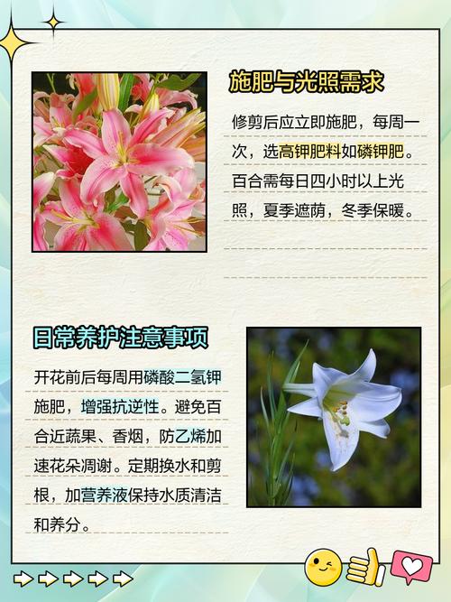 香水百合花谢后怎么办？香水百合谢花后咋办？-第7张图片-优品飞百科