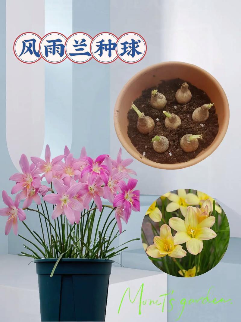 风雨兰怎么能开花多？风雨兰开花后怎么修剪？