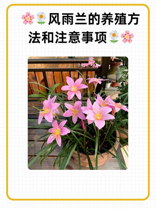 风雨兰怎么能开花多？风雨兰开花后怎么修剪？-第2张图片-优品飞百科