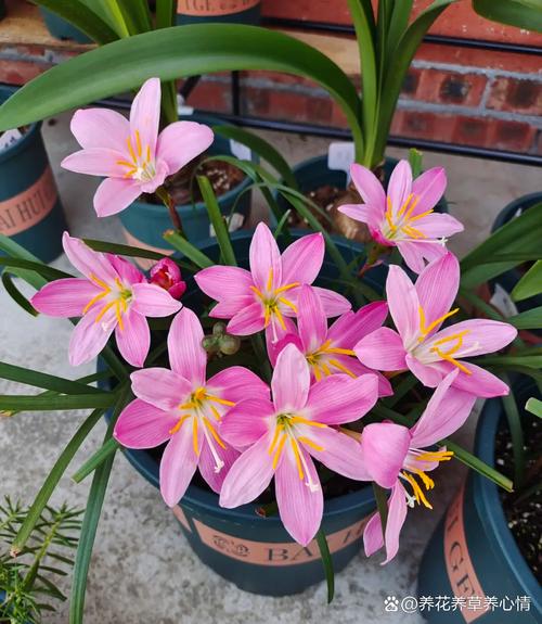 风雨兰怎么能开花多？风雨兰开花后怎么修剪？-第3张图片-优品飞百科