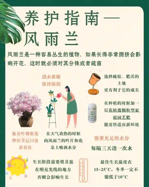 风雨兰怎么能开花多？风雨兰开花后怎么修剪？-第4张图片-优品飞百科