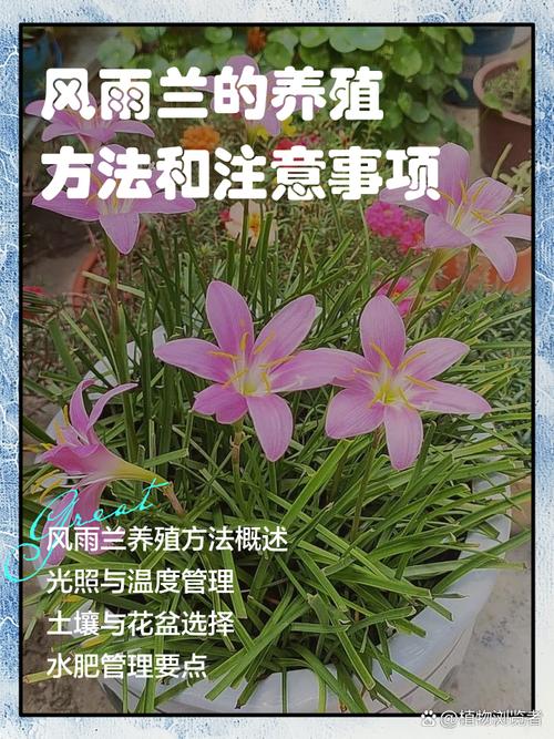 风雨兰怎么能开花多？风雨兰开花后怎么修剪？-第5张图片-优品飞百科