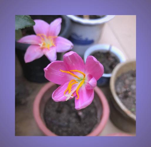 风雨兰怎么能开花多？风雨兰开花后怎么修剪？-第6张图片-优品飞百科