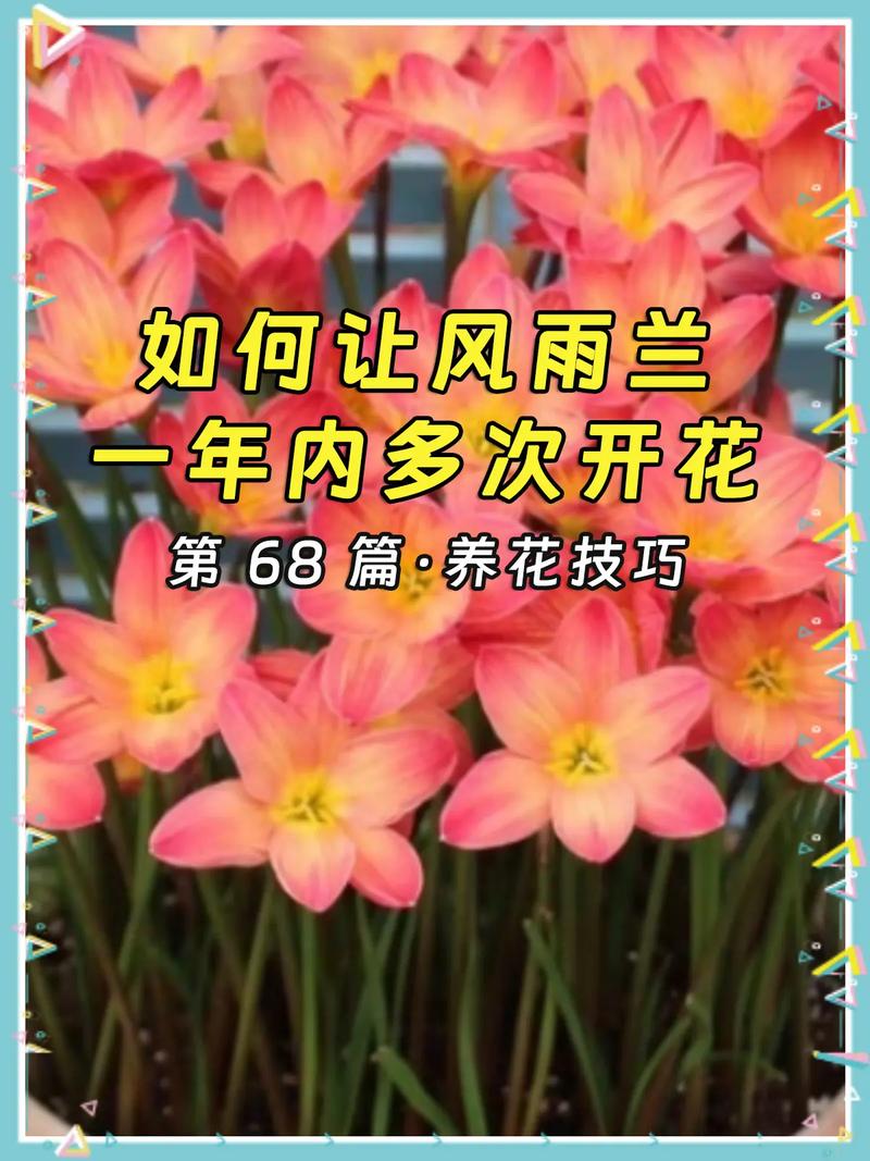 风雨兰怎么能开花多？风雨兰开花后怎么修剪？-第7张图片-优品飞百科