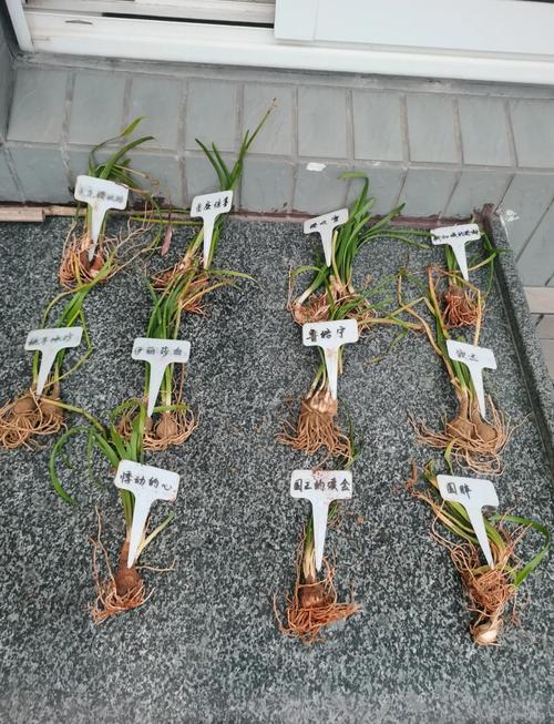 风雨兰怎么能开花多？风雨兰开花后怎么修剪？-第8张图片-优品飞百科