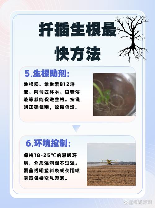 含笑花的扦插方法？含笑花的扦插方法图解？-第3张图片-优品飞百科