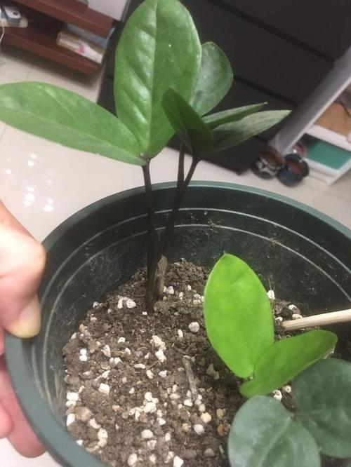 含笑花的扦插方法？含笑花的扦插方法图解？-第4张图片-优品飞百科