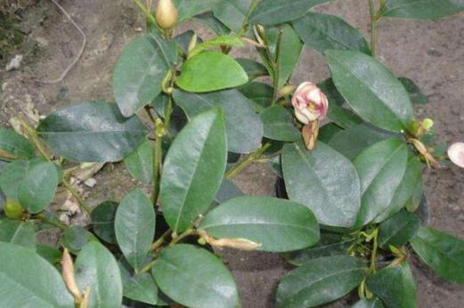 含笑花的扦插方法？含笑花的扦插方法图解？-第6张图片-优品飞百科