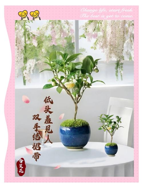 含笑花的扦插方法？含笑花的扦插方法图解？-第8张图片-优品飞百科