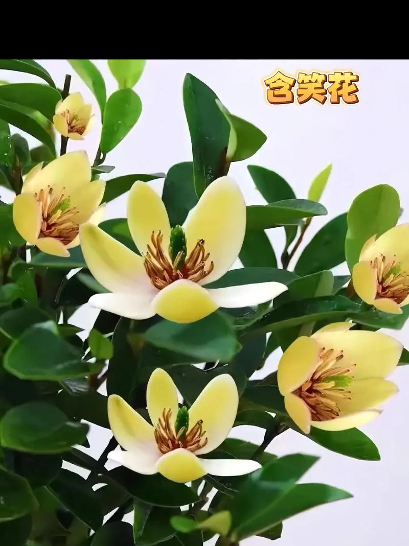 含笑花的扦插方法？含笑花的扦插方法图解？-第7张图片-优品飞百科