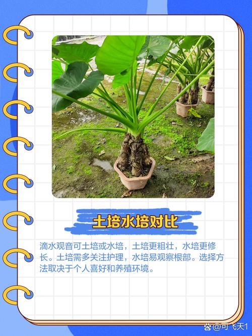 滴水观音水培转土培，滴水观音水培转土培需要剪根吗？