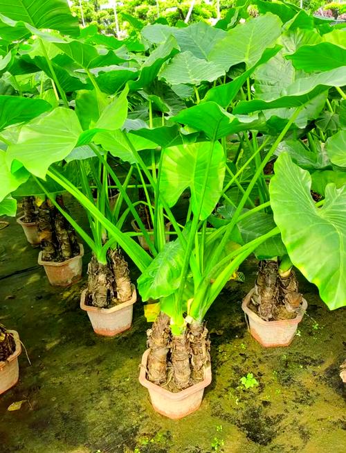 滴水观音水培转土培，滴水观音水培转土培需要剪根吗？-第2张图片-优品飞百科